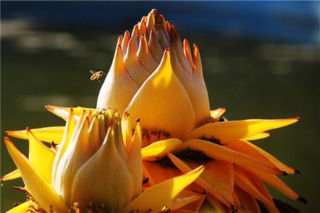 地涌金莲开花前兆