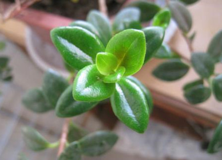 金鱼吊兰过冬后会活吗