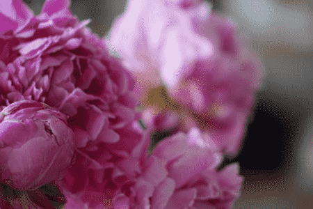 芍药移盆容易死吗