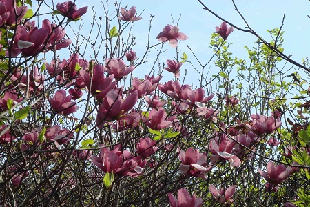 木兰怎么养殖比较好