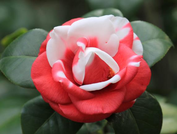 养茶花注意什么土壤,生长温度,放置场所,施肥等(茶花养殖土壤要求)