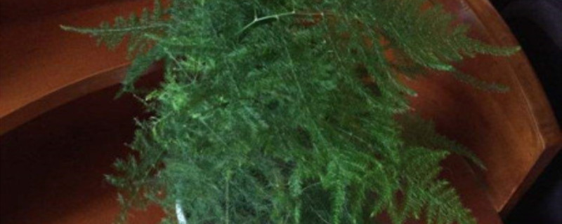 文竹浇水方法浇水多久一次(文竹浇水方法浇水多久一次比较好)