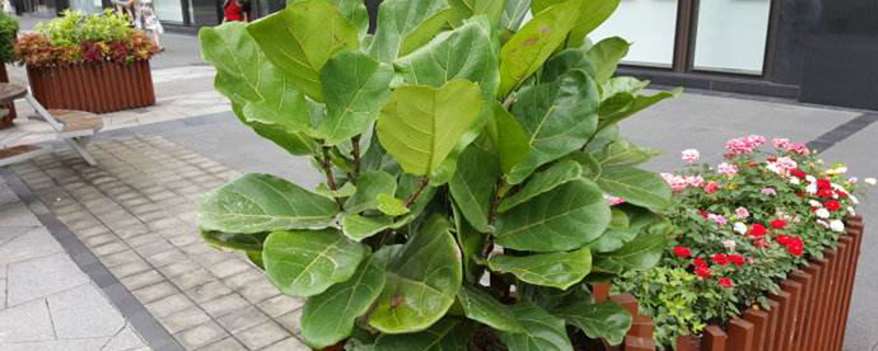 琴叶榕长锈斑怎么办(琴叶榕叶子生锈怎么办)