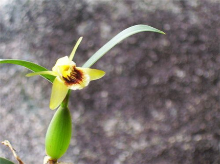 橄榄花长什么样