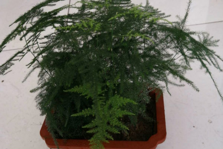 文竹浇水方法浇水多久一次比较好