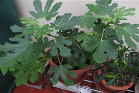 无花果枝条什么时候插枝最好