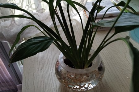 一帆风顺喜欢什么水质