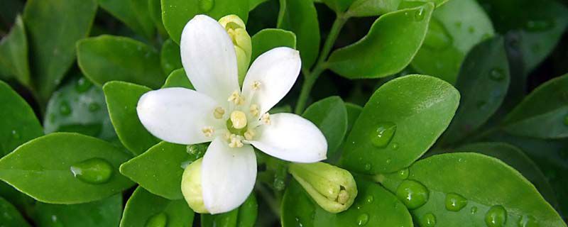 九里香的花期(九里香花卉图片)