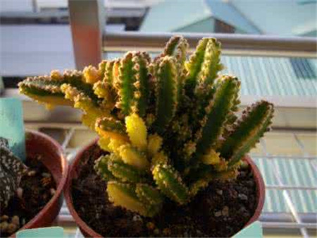 多肉万重山怎么养