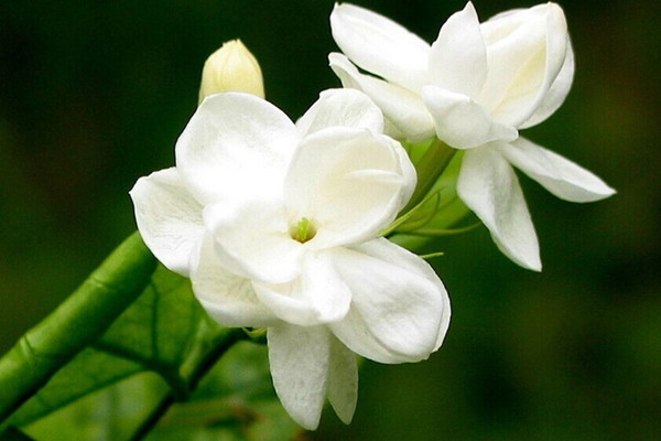 橄榄花的养殖方法和注意事项(橄榄花长什么样)