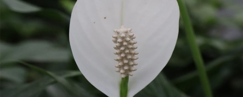 一帆风顺喜欢酸性还是碱性一帆风顺能在北方养吗(一帆风顺喜欢什么水质)