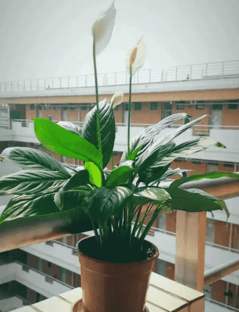 家里来盆它冬天没太阳也能绿得冒油叶子又大又亮！(冬天没有阳光植物怎么办)