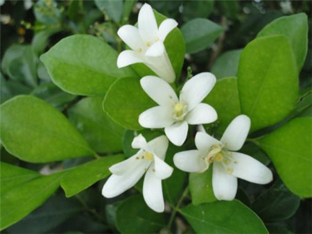 九里香花卉图片