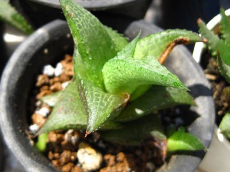 多肉龙鳞怎么养殖