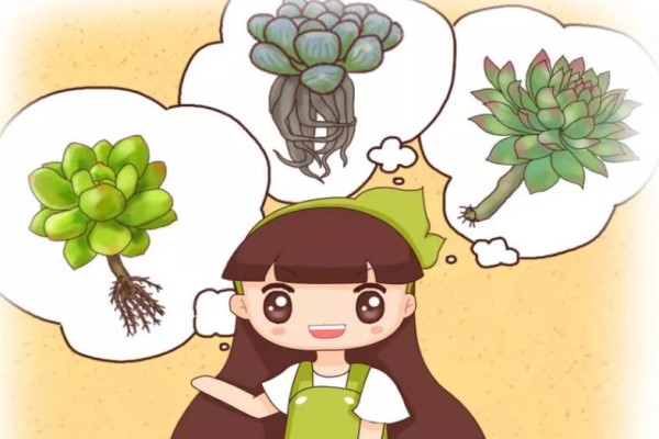 半死的多肉插瓶里立马冒出大白根夏天就靠这招了！(多肉长出白白的根须是怎么回事)