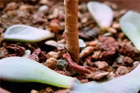 多肉长出白白的根须是怎么回事