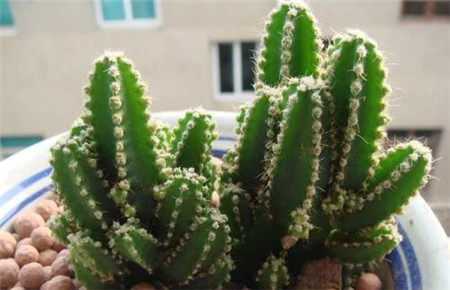 多肉万重山怎么养