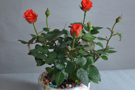 龙沙宝石月季怎么养