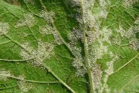 木兰怎么养殖比较好