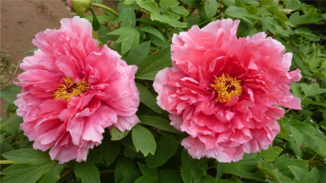 家里牡丹为什么不开花(家里牡丹为什么不开花的原因)