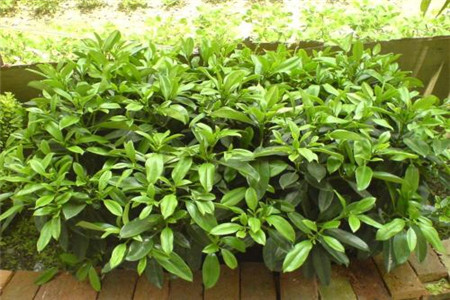 灰莉木有什么药用价值