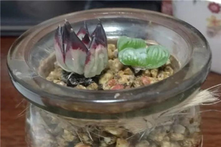 多肉长出白白的根须是怎么回事