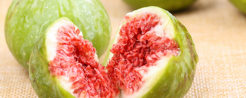 无花果枝条什么时候插(无花果枝条什么时候插枝最好)