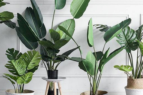 想要盆景不用买！放块“生姜”在土里几月长成“小树林”(家庭盆栽生姜什么时候播种)