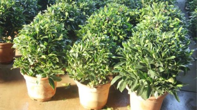 华灰莉木的养殖方法(灰莉木有什么药用价值)