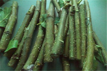 无花果枝条什么时候插枝最好