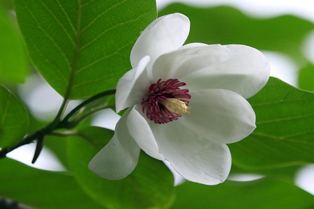 木兰怎么养殖比较好