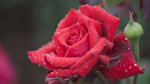 月季怎么养(龙沙宝石月季怎么养)