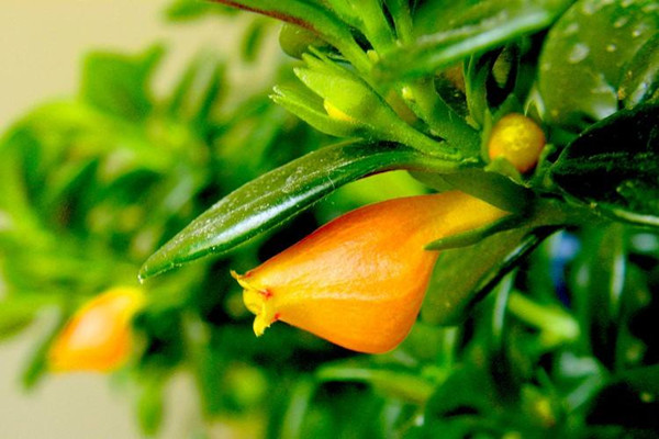 金鱼吊兰怎么施肥(金鱼吊兰施肥什么肥料好呢)