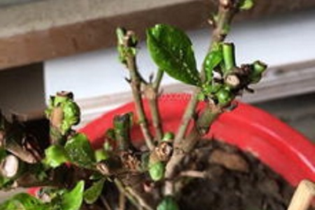 木兰怎么养殖比较好