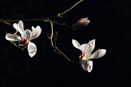 木兰怎么养殖比较好