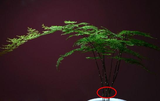 文竹扦插繁殖方法图解