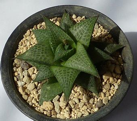 多肉龙鳞怎么养殖