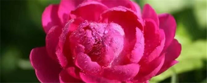 芍药换盆后不开花了什么时候给芍药换盆(芍药移盆容易死吗)