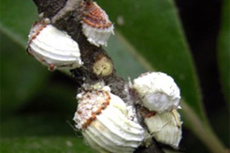 木兰怎么养殖比较好