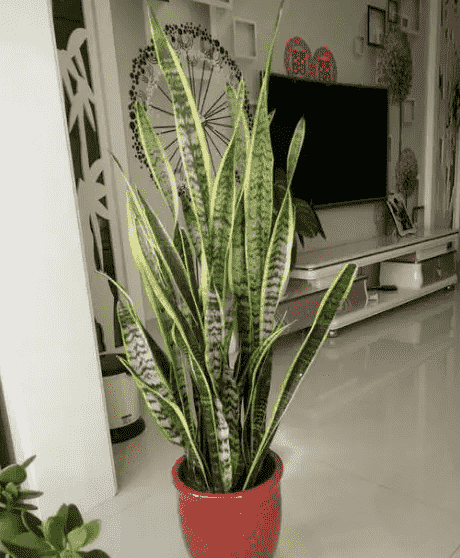 冬天没有阳光植物怎么办