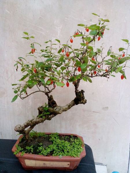 枸杞盆景越冬管理