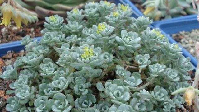 多肉植物如何浇水(多肉植物如何浇水才能养好)