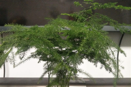 文竹浇水方法浇水多久一次比较好