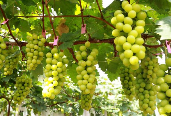 阳光玫瑰葡萄是转基因品种吗?