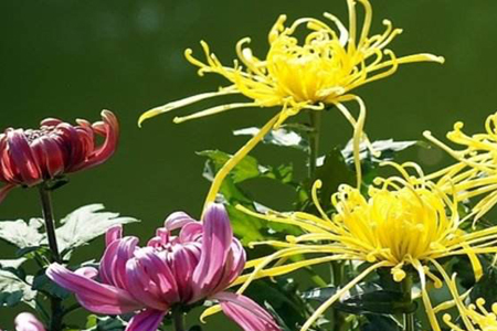 菊花怎么浇水时间