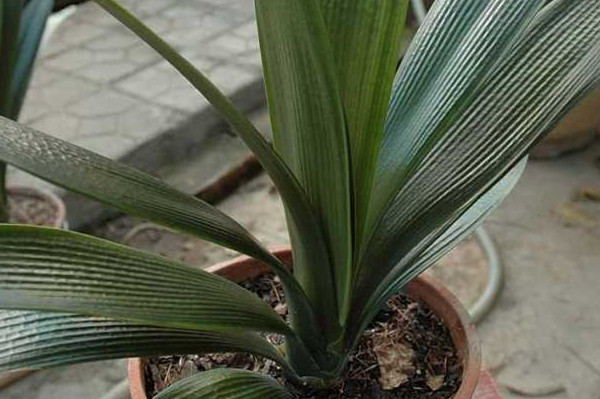 君子兰叶子卷边怎么办(君子兰最爱3种水)