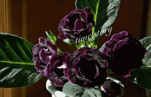 冬天没有阳光植物怎么办