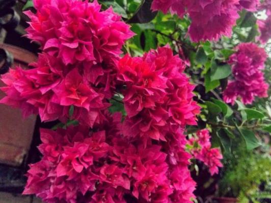 养三角梅对风水好吗吉祥旺运避邪护身红火旺财(养三角梅有没有不吉利的说法)