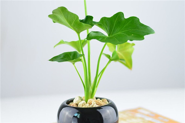 春羽的换盆方法及注意事项(春羽几月份换盆合适)