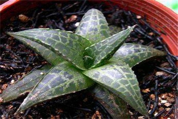 多肉龙鳞怎么养(多肉龙鳞怎么养殖)